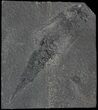 Rare Silurian Phyllocarid (Ceratiocaris) - Scotland #63384-1